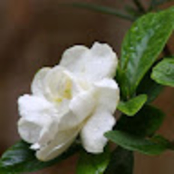 Meet your Posher, Rana - Picture 1 of 1